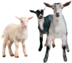 Gift of Goats