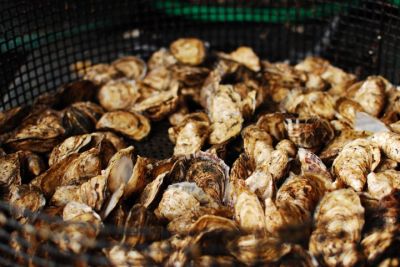 Farmed Oysters