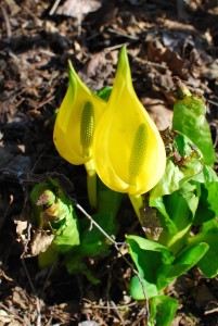 Parts of this skunk cabbage are edible!