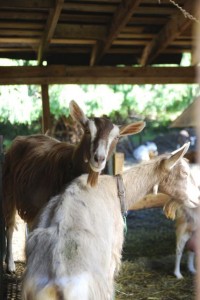Goats at Snap Dragon Dairy, milked for Legato Gelato