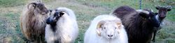 Sheep cropped