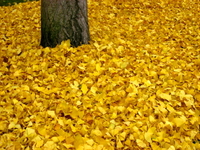 Autumn_leaves_2