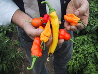 Rainbow_of_pepper_product