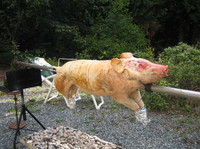 Raw_pig