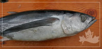 Tuna2