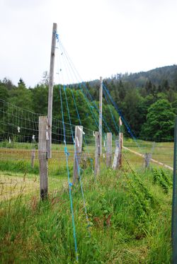 DSC_3000