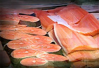 Salmon