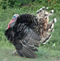 Turkey_1